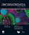 Livro Oncorradiologia - Imagem 1