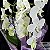 Orquídea Phalaenopsis Branca Duas Hastes - Imagem 2