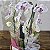 Orquídea Phalaenopsis Branca Duas Hastes - Imagem 2