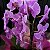Orquídea Phalaenopsis Duas Hastes Cor-de-rosa - Imagem 3