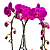 Orquídea Phalaenopsis Duas Hastes Cor-de-rosa - Imagem 2