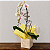 Orquídea Phalaenopsis Cascata - Imagem 1
