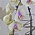 Orquídea Phalaenopsis Cascata - Imagem 2