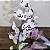 Orquídea Phalaenopsis Cascata - Imagem 2