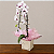 Orquídea Phalaenopsis Cascata - Imagem 1