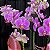 Mini Orquídea Phalaenopsis - Imagem 4