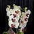 Mini Orquídea Phalaenopsis - Imagem 2