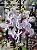 Mini Orquídea Phalaenopsis - Imagem 2