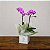 Mini Orquídea Phalaenopsis - Imagem 1
