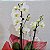 Mini Orquídea Phalaenopsis - Imagem 2