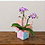 Mini Orquídea Phalaenopsis - Imagem 1
