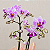 Mini Orquídea Phalaenopsis - Imagem 2