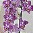 Mini Orquídea Phalaenopsis - Imagem 2