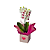 Mini Orquídea Phalaenopsis - Imagem 1