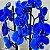 Orquídea Phalaenopsis Azul - Imagem 2