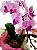 Orquídea Phalaenopsis Cascatinha - Imagem 3