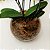 Orquídea Phalaenopsis Roxa - Imagem 3