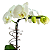 Orquídea Phalaenopsis Branca - Vaso de Vidro - Imagem 4