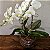 Orquídea Phalaenopsis Branca - Vaso de Vidro - Imagem 2