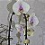 Orquídea Phalaenopsis Cascata - Vaso de Vidro - Imagem 2