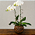 Orquídea Phalaenopsis Branca - Vaso de Vidro - Imagem 1