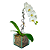 Orquídea Phalaenopsis Branca - Vaso de Vidro - Imagem 1