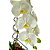 Orquídea Phalaenopsis Branca - Vaso de Vidro - Imagem 2
