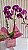 Orquídea Phalaenopsis Roxa - Imagem 3
