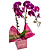 Orquídea Phalaenopsis Roxa - Imagem 1