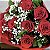 Buquê Carmora - 9 Rosas IMPORTADAS - Imagem 4