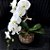 Orquídea Phalaenopsis Cascata em Aquário - Imagem 2
