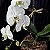 Orquídea Phalaenopsis Cascata em Aquário - Imagem 3