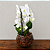 Orquídea Phalaenopsis Cascata em Aquário - Imagem 1