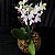 Mini Orquídea Phalaenopsis em Aquário - Imagem 1