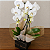 Orquídea Phalaenopsis Cascata Dupla Branca - Imagem 2