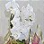 Orquídea Phalaenopsis Cascata Dupla Branca - Imagem 2