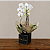 Orquídea Phalaenopsis Cascata Dupla Branca - Imagem 1