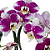 Orquídea Phalaenopsis Cascata Dupla Roxa e Branca - Imagem 2