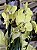 Orquídea Phalaenopsis Duas Hastes - Imagem 2