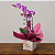 Orquídea Phalaenopsis Mesclada - Imagem 1
