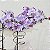 Orquídea Phalaenopsis Mesclada - Imagem 2