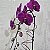 Orquídea Phalaenopsis Roxa - Imagem 2