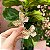 Broche Borboleta - Imagem 4