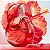 Perfume Omnia Coral Bvlgari Eau de Toilette Feminino - Imagem 3