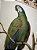 Quadro Cacatua GG - Imagem 4