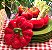 Sopeira Tomate - Imagem 1