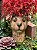 VASO LEOPARDO COM ORQUÍDEAS - Imagem 1