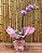 Orquídeas Phalaenopsis – Sofisticação e Beleza Atemporal - Imagem 2