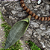 Colar bolas madeira espada - Imagem 2