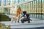 Carrinho Cybex Gazelle S 2 Preto - Estrutura Prateada - Imagem 3